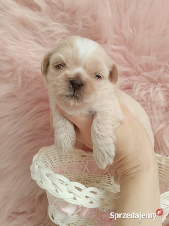 Piękna suczka rasy ShihTzu Namysłów