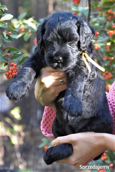 Czarny Terier szczeniaki ZKWPFCI