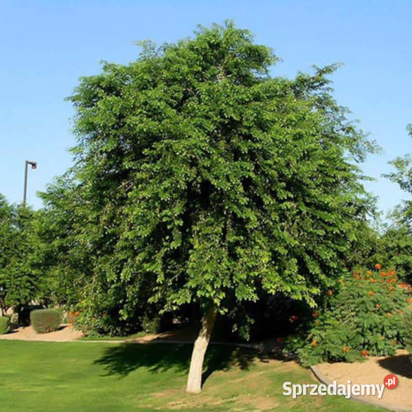 PÓŁNOCNOINDYJSKIE DRZEWO RÓŻANE Dalbergia sissoo
