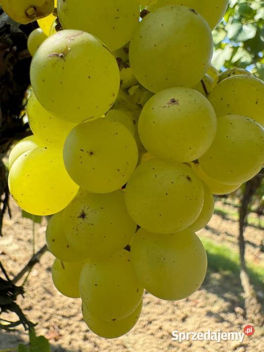 Winorośl deserowa Iza Zaliwska Sadzonki