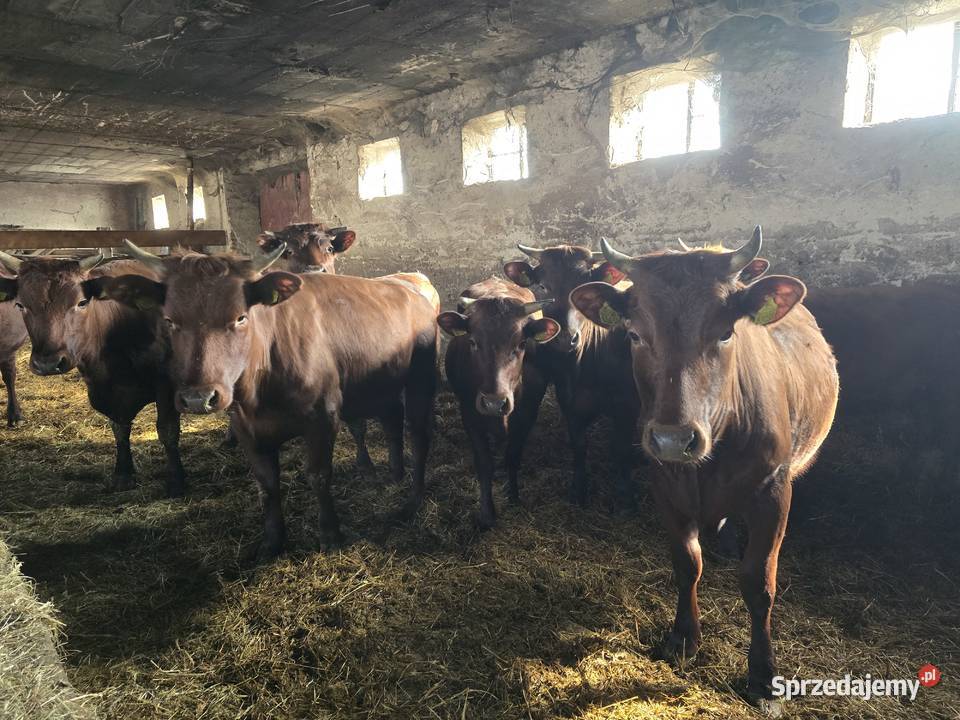 Jałówki polska czerwona sprzedam