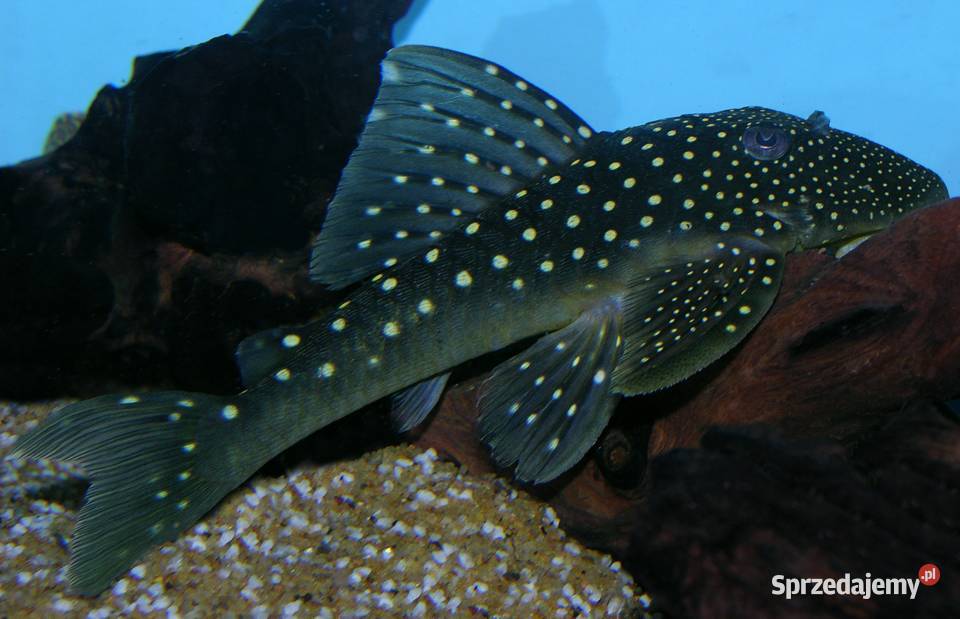 Glonojad L128 Hemiancistrus ODŁÓW WF WYSYŁKA