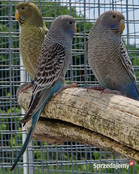 papużka falista blackface łatwo się oswaja może Wrocław
