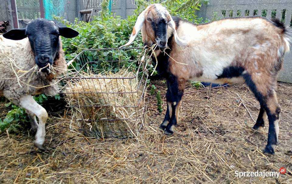 Kozioł Anglonubijski z rodowodem NOG Tuszyn