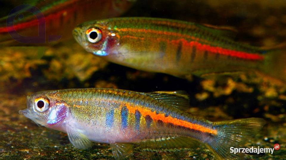 Danio myanmarski Celestichthys choprae BOGATA Gdańsk