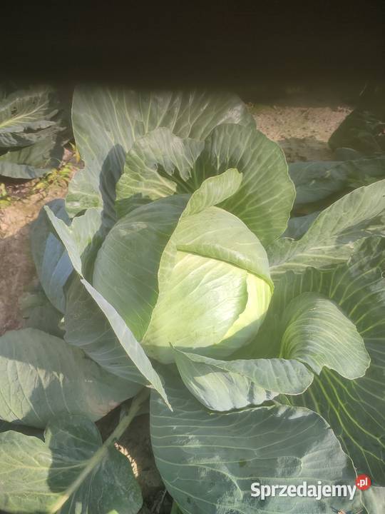 Kapusta marchew ziemniaki buraki prosto