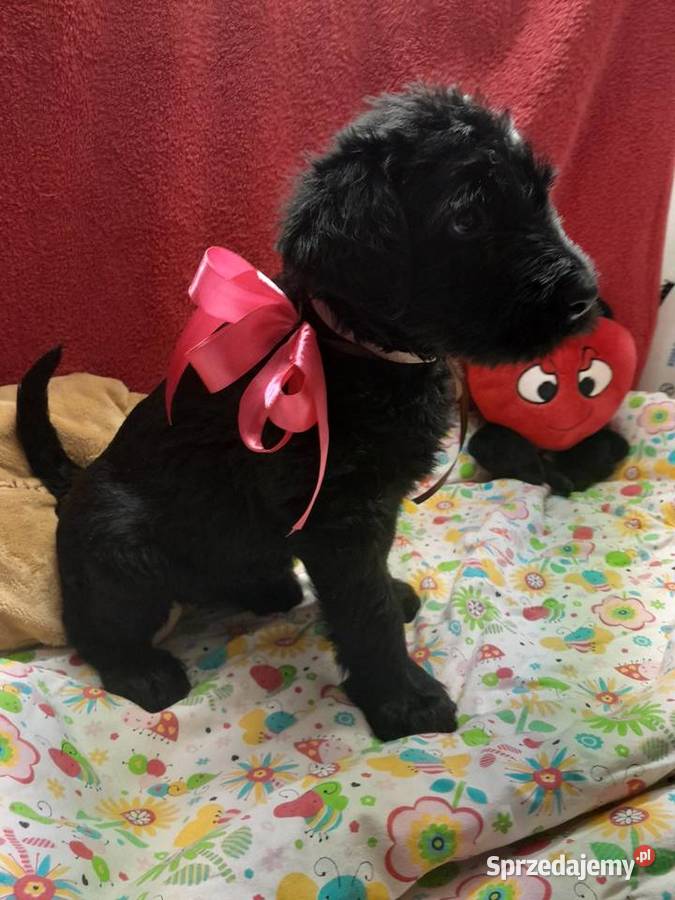 Sznaucer olbrzym szczenięta FCI Rozniszew