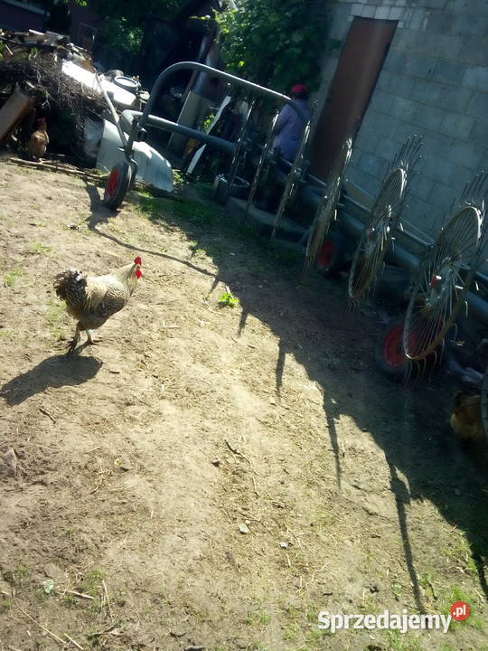 Zgrabiarka przewracarka siedmio gwiazdowa Lechówek