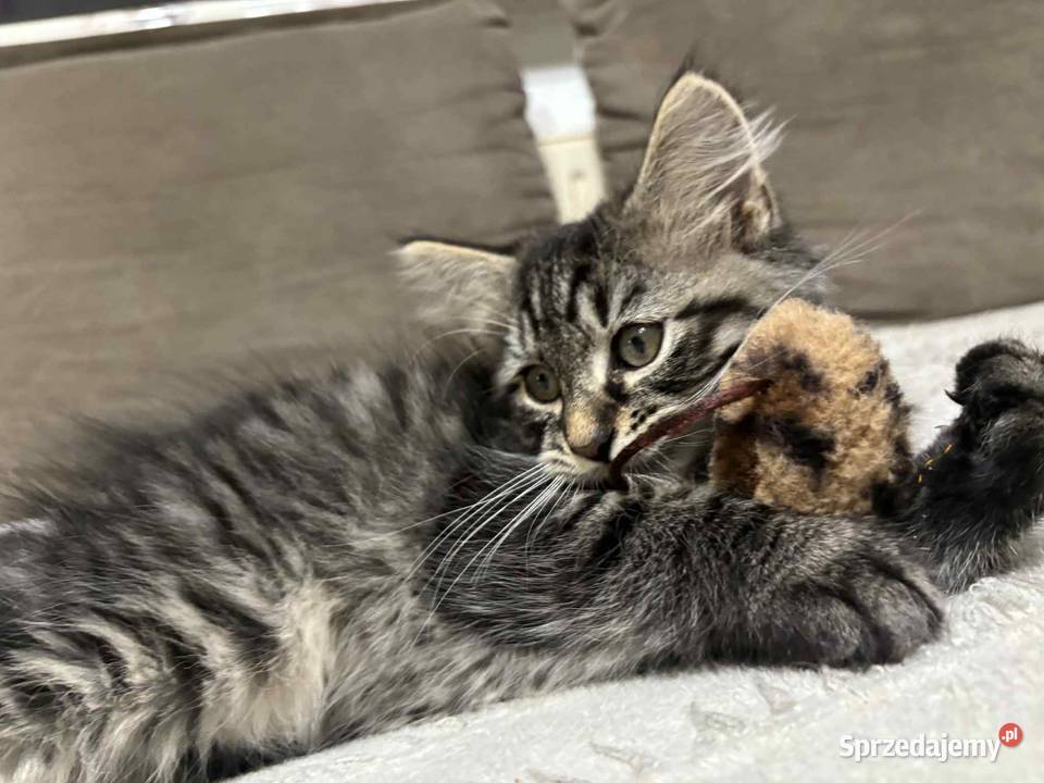 Sprzedam kota syberyjskiego Szastarka