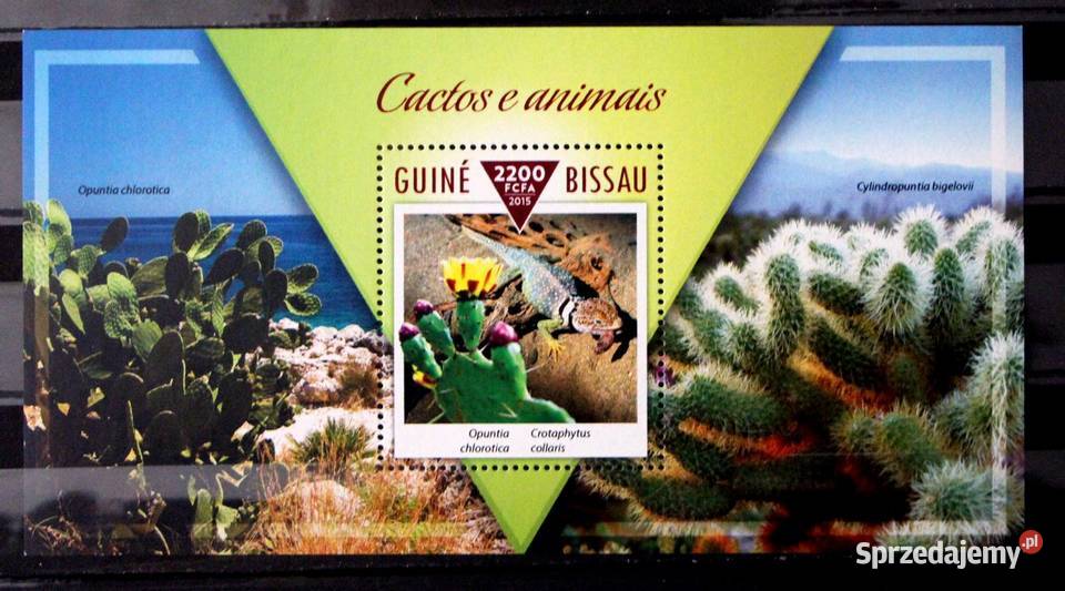 Gwinea Bissau kaktusy Oborniki