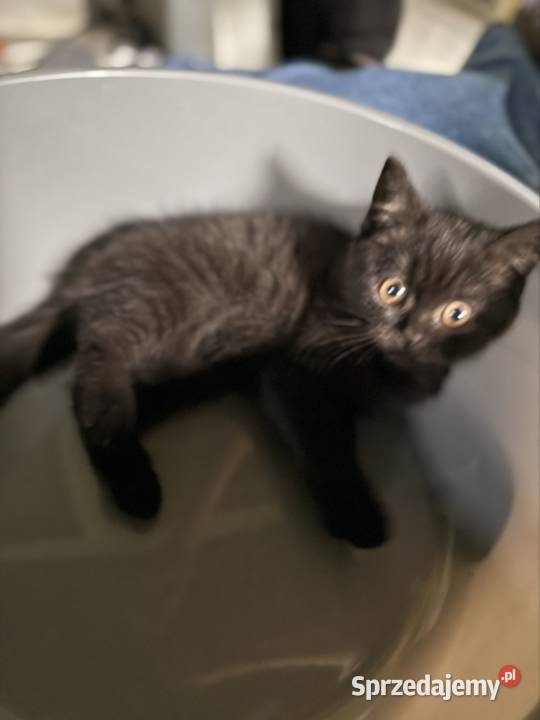 Oddam kocięta szkockie w zamian