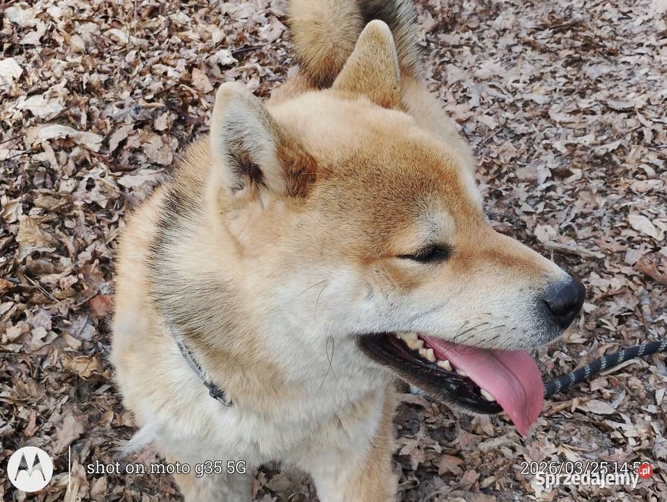 Roczny czerwony samczyk Shiba Inu lubelskie Bychawka Trzecia