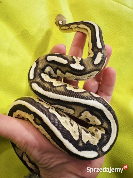 Pyton królewski samiec savannah cinnamon mojave Jastrzębie-Zdrój