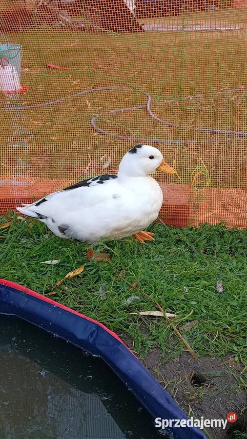 Call duck z wiosny 2026 Komarówka Podlaska sprzedam