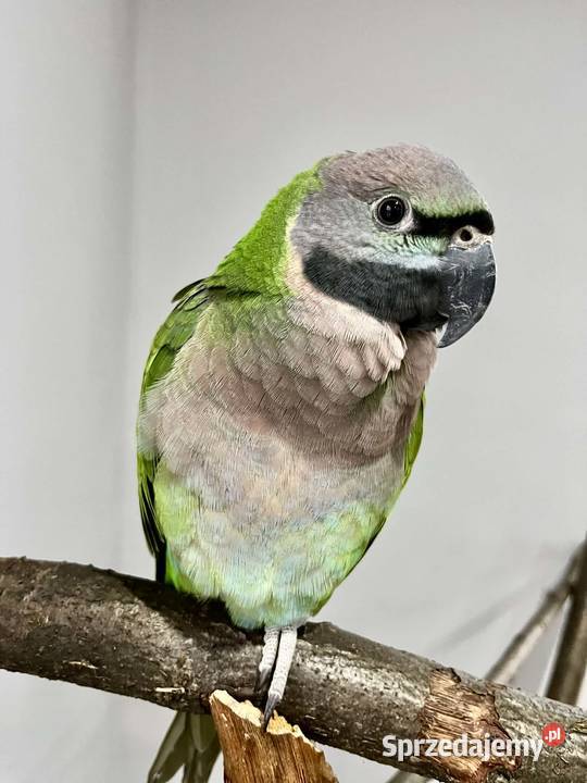 Aleksandretta Chińska 2025 Zebrzydowice