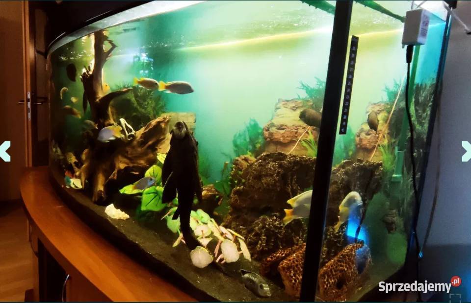 Super Akwarium x 2 plus wiele dodatków Ogrodzieniec