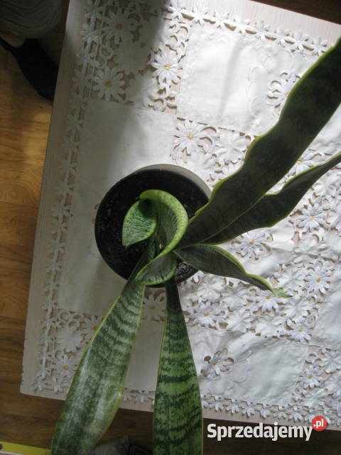 Sansevieria wężownica skutecznie oczyszcza