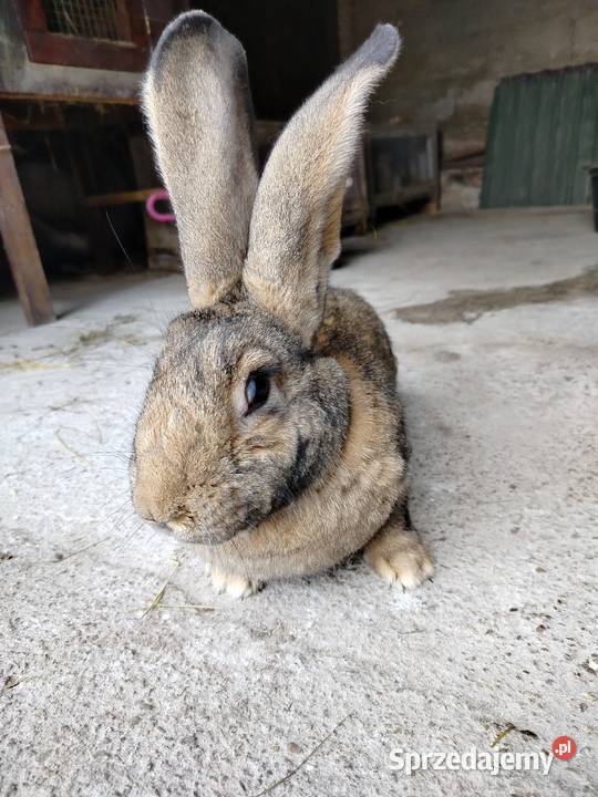 Królik olbrzym belgijski Kumelsk