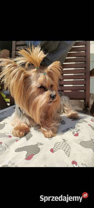 yorkshire terrier chłopiec tricilor małopolskie Kraków