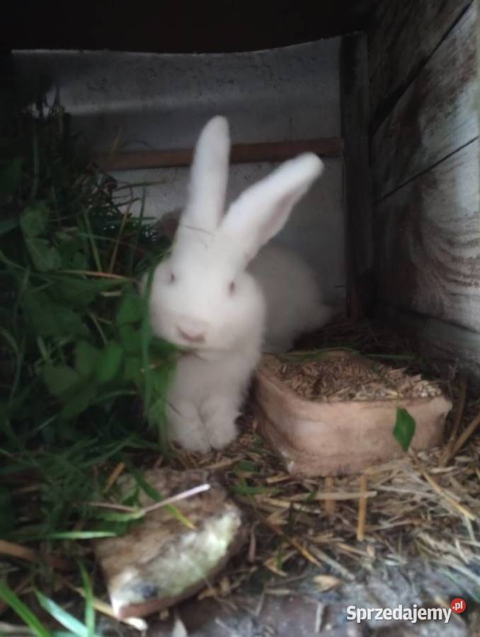 Sprzedam króliczki Girgajny