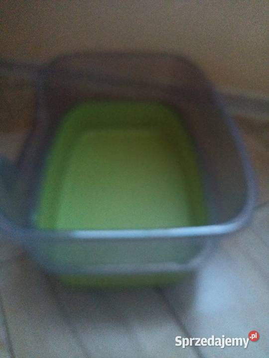 Koweta kota kujawsko-pomorskie Włocławek