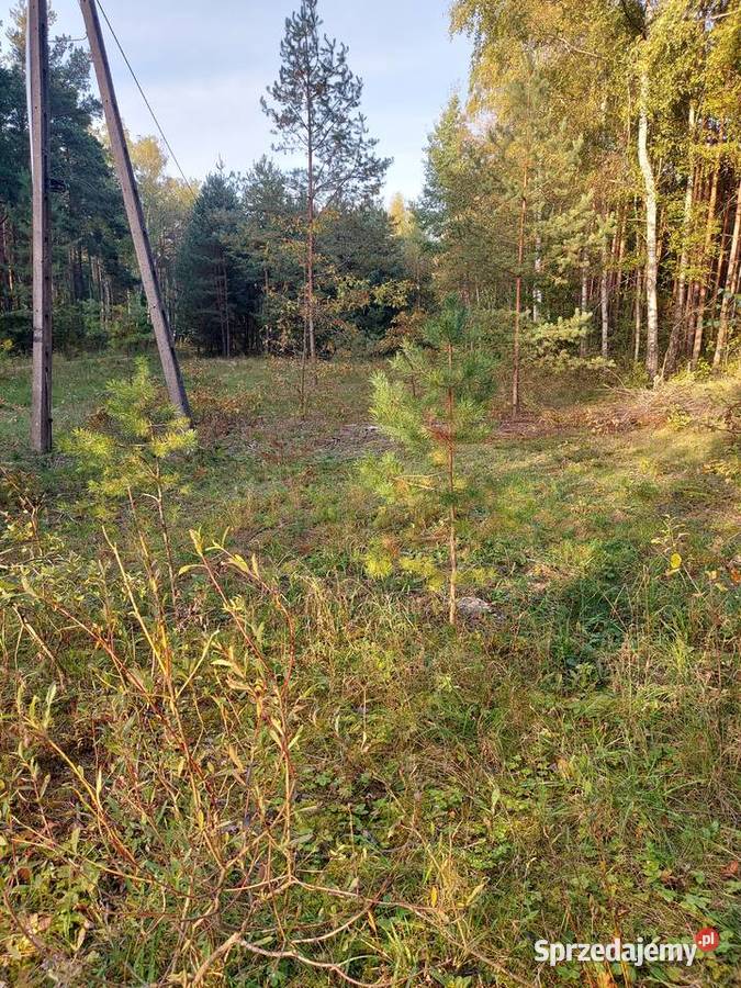 Działka rekreacyjna w lesie Sprzedaż świętokrzyskie Ogrójce