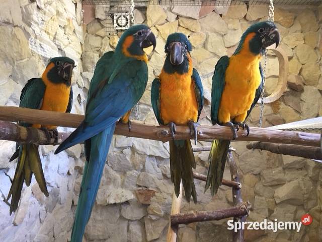 Ary szafirowe glaucogularis