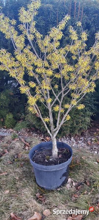 Oczar złotożółty Hamamelis Sompolno