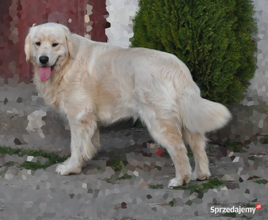 Golden retriever Przysucha