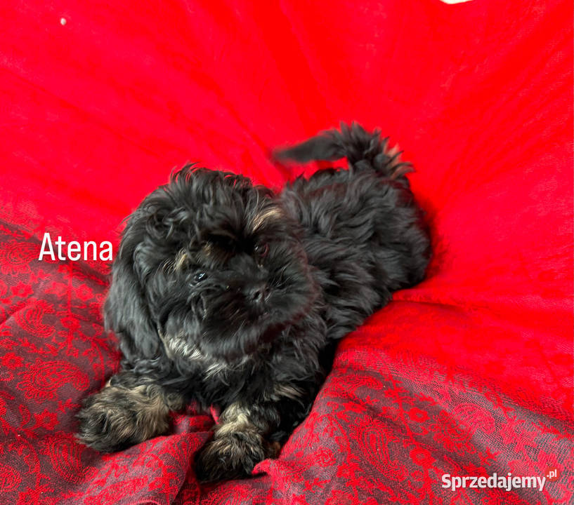 Shih Tzu Atena z rodowodem Hodowla Żywe Srebro z Shih Tzu pomorskie Wejherowo