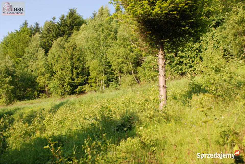 Do sprzedaży działka 14000m2 Żarnówka prąd