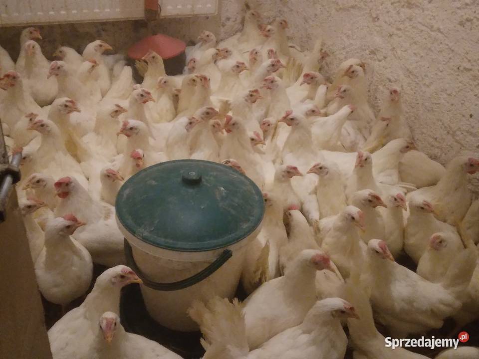 Kury nioski leghorn rosa dolnośląskie Nowa Karczma sprzedam