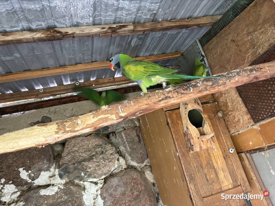 Papugi aleksandretty Ośnica