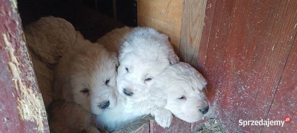 Owczarek podhalański szczeniak pies suczka Osina