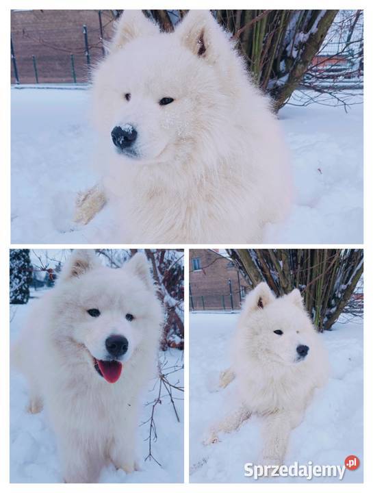 Samoyed piesek 11 miesięcy Olszówka sprzedam