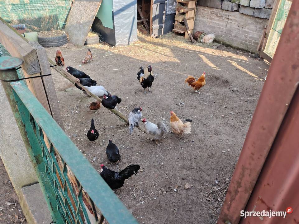 Bandamki śląskie Myszków