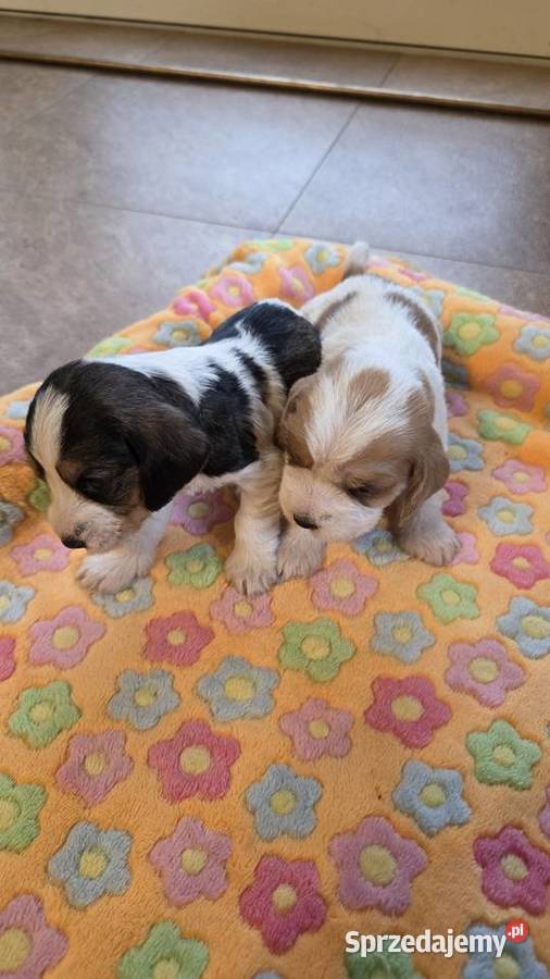 Petit Basset Griffon Vendeen łódzkie Sieradz