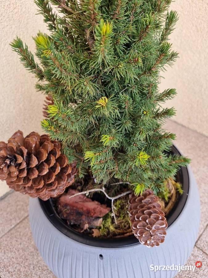 Prosperplast Doniczka Beton Bowl szara 24 świerk Lublin sprzedam