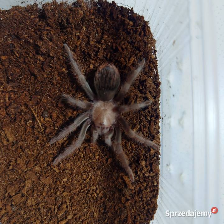 Brachypelma Albiceps L7 ptasznik pająk Wysokie Mazowieckie sprzedam