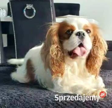Cavalier King charles spaniel Mrocza
