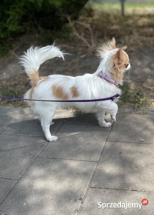 Piesek śnieżnobiały chihuahua ZKwP sprzedam