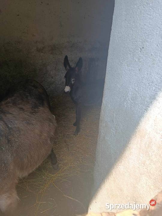 Osioł oślica osiołek ośliczka osły osiołki