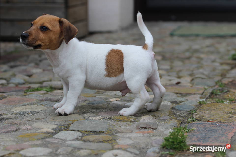Jack Russell Terrier krótkowłosy Delastowice