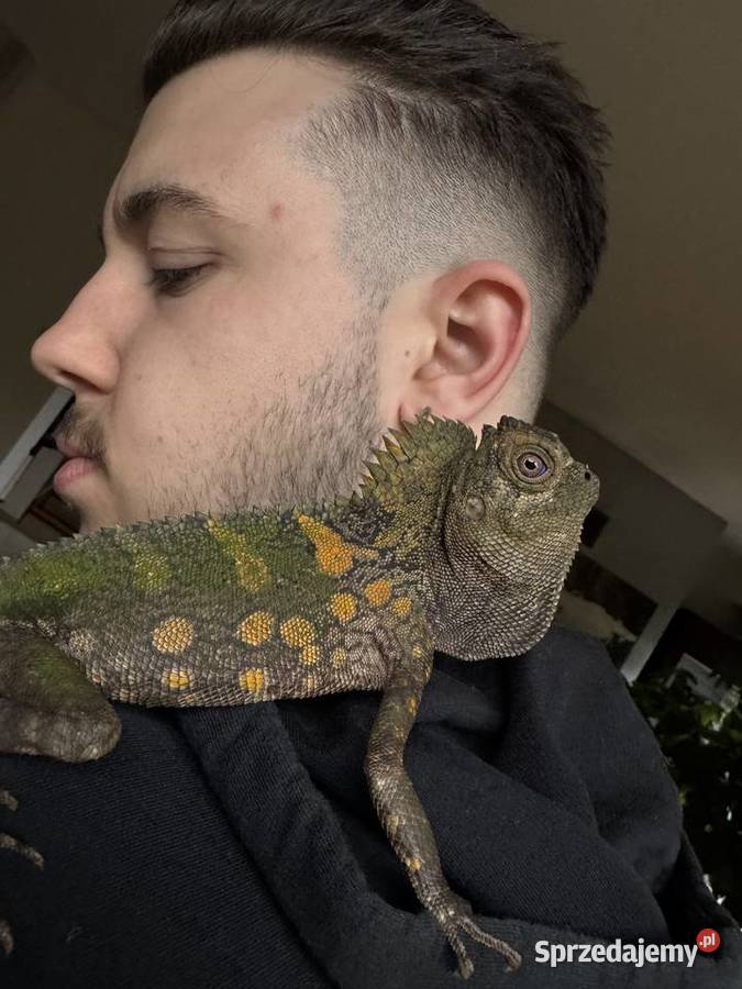 Młoda para agamy kameleonowatej Gdańsk