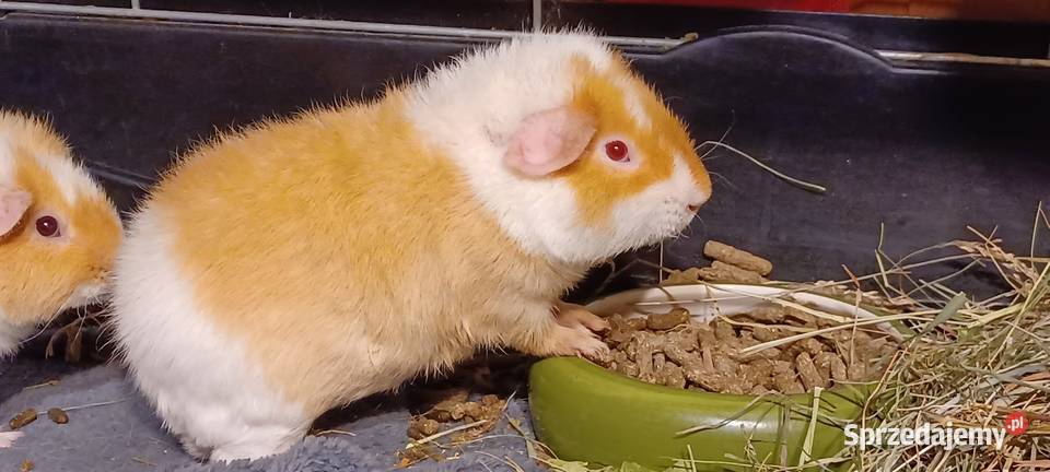 100 KLATKA 6 KILO VERSELE LAGA DOMEK POLAR Poznań