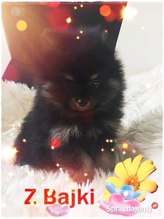 Czarny PODPALANY Pomeranian Rodowód Kraj i