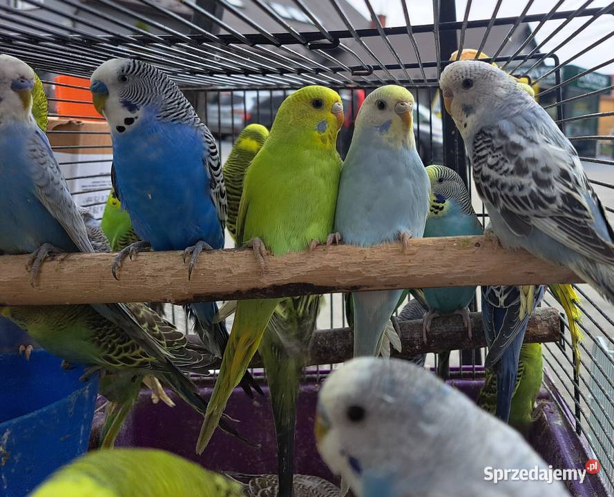 Papugi faliste Bochnia