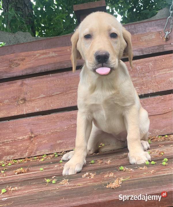 Labrador biszkoptowa suczka Stare Polesie