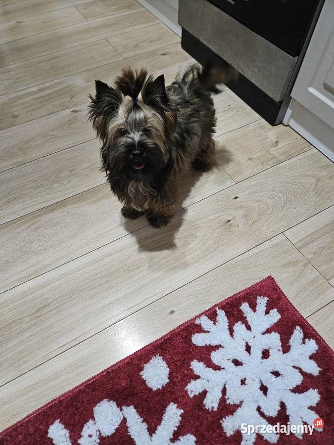 Piękny York Ocean Pearl zjawiskowy Unikatowy