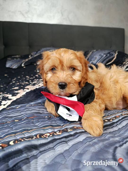 Piesek Cavapoo Pozostałe Szczaworyż